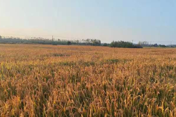 銅陵金誠(chéng)鄉(xiāng)村振興實(shí)業(yè)有限公司